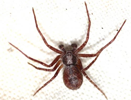 Philodromus sp.